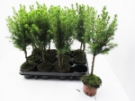 Picea glauca Stämmchen