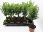Picea glauca Stämmchen