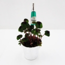 Klee in Sektkühler + Flasche