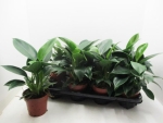 Philodendron "Green Princess"
