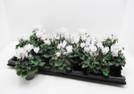 Mini Cyclamen weiß