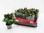 Mini Schlumbergera rosa
