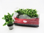 Mini Schlumbergera weiß