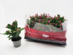 Mini Schlumbergera rot