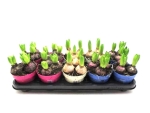 Hyacinthus 3pp Mix