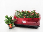 Schlumbergera  midi orange