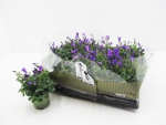 Mini Campanula "Get Mee" blau