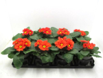 Primula acaulis Orangetöne