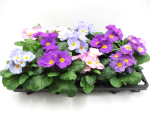 Primula acaulis Pastellmix