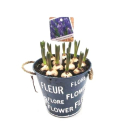Muscari in Blechtopf "Fleur"