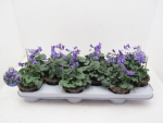 Viola odorata blau