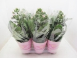 Kalanchoe "Feminine Pink"