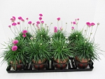 Armeria maritima pink