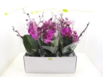 Phalaenopsis "Tablo" 2 Rispen violett