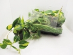 Philodendron scandens "Brazil"