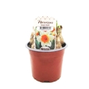 Narcissus  "Sempre Avanti"