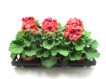 Pelargonium grand. Rottöne