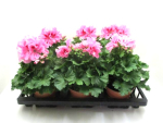 Pelargonium grand. Rosatöne