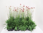 Armeria juniperifolia rot