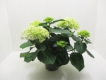 Hydrangea macr. "Sternchen" weiß