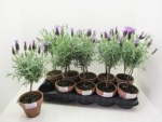 Lavandula stoeches Stämmchen Tontopf