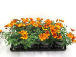 Bidens orange