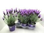 Lavandula stoechas