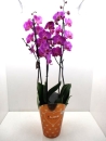 Phalaenopsis "Duetto" 5 Rispen lila