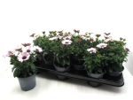 Osteospermum weiß