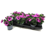 Osteospermum lila