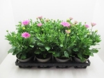 Osteospermum eck. rosa