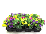 Calibrachoa Trio