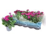 Osteospermum eckl. magenta