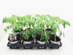 Tomate veredelt "Solena Sweet Choco"