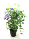 Clematis Spalier blau
