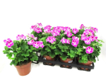 Pelargonium grand. "Pinkerbell"