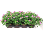 Pelargonium crispum "Angeleye"