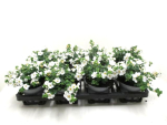 Bacopa weiß