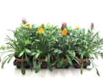 Gazania Mix