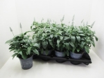 Salvia farin. weiß