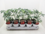Historische Tomate "Roter Russe"