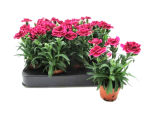 Mini Dianthus caryo.