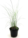 Miscanthus sin. "Morning Light"