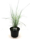 Miscanthus sin. "Gracillimus"