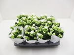 Mini Kalanchoe weiß