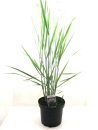 Panicum virg. "Northwind"