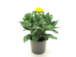 Helianthus Kübel winterhart