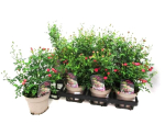 Rosa "Lilly Rose"