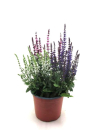 Salvia nem. Trio Kübel