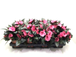 Impatiens Neu-Guinea Pink-/Rosatöne